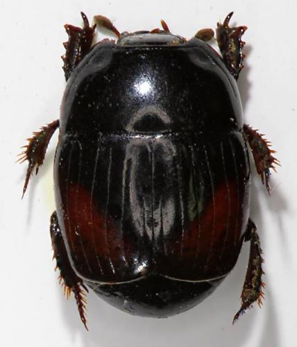 Réf. 193 677 : Atholus bimaculatus